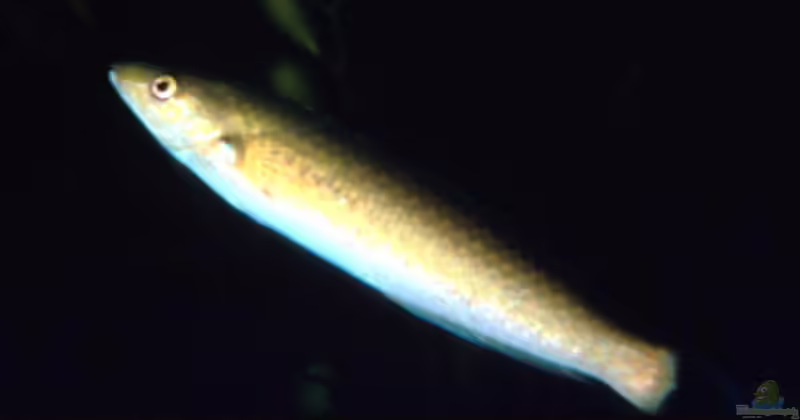 Oxyjulis californica im Aquarium halten (Einrichtungsbeispiele für Californien Lippfisch) Oxyjulis californica im Aquarium halten (Einrichtungsbeispiele für Californien Lippfisch)