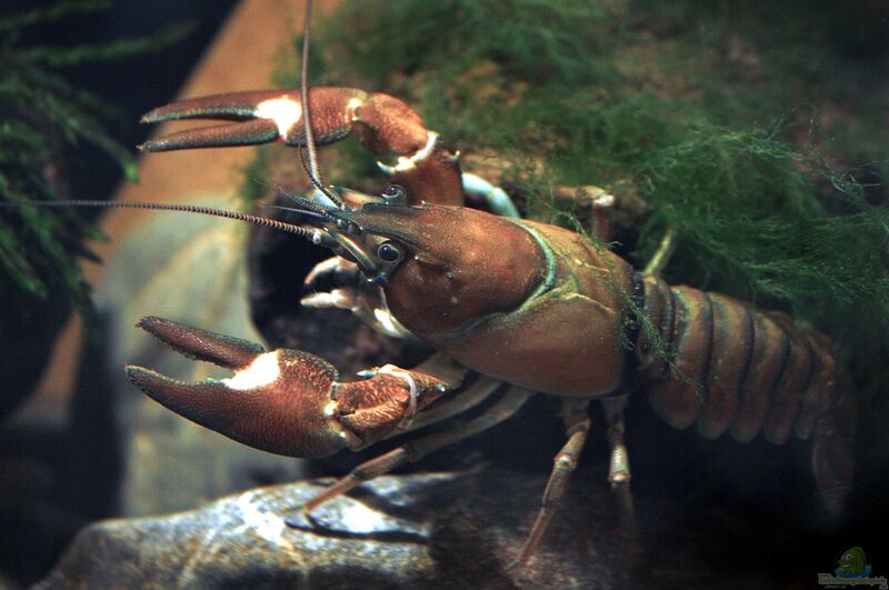 Pacifastacus leniusculus im Aquarium halten (Einrichtungsbeispiele für Signalkrebs) Pacifastacus leniusculus im Aquarium halten (Einrichtungsbeispiele für Signalkrebs)