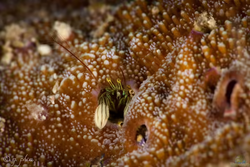Paguritta gracilipes im Aquarium halten (Einrichtungsbeispiele für Korallen Einsiedlerkrebs) Paguritta gracilipes im Aquarium halten (Einrichtungsbeispiele für Korallen Einsiedlerkrebs)