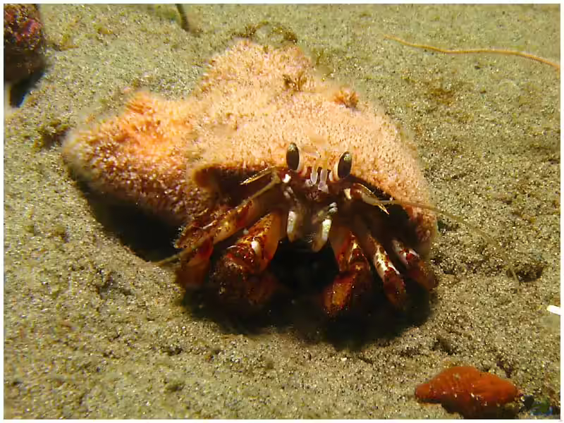 Pagurus armatus im Aquarium halten (Einrichtungsbeispiele für Einsiedlerkrebs)