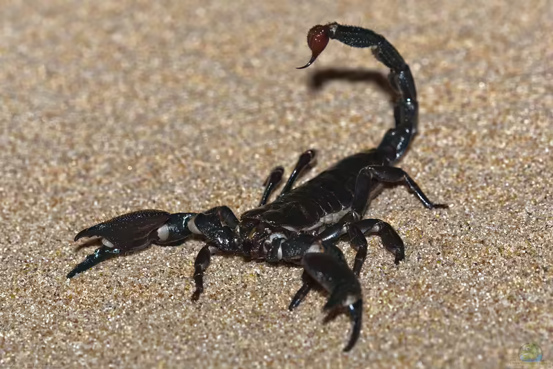 Pandinus imperator im Terrarium halten (Einrichtungsbeispiele für Kaiserskorpion)