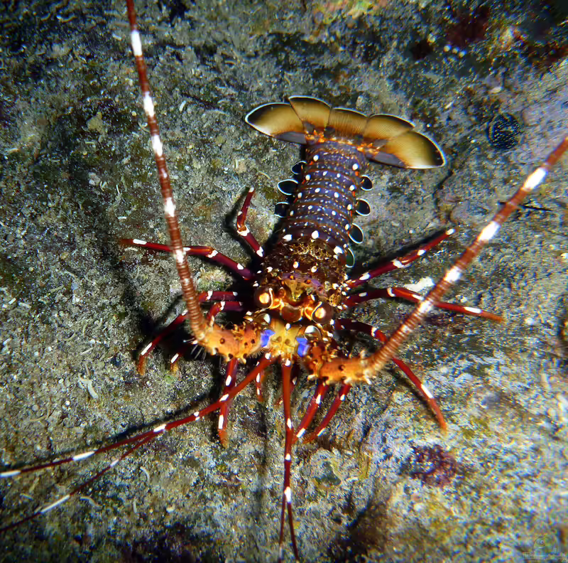 Panulirus longipes im Aquarium halten (Einrichtungsbeispiele für Langbein-Languste) Panulirus longipes im Aquarium halten (Einrichtungsbeispiele für Langbein-Languste)