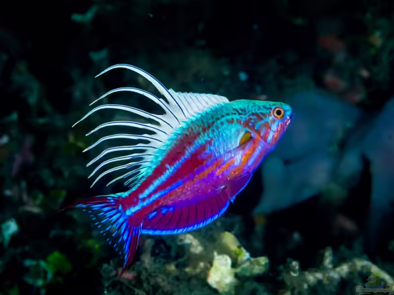 Paracheilinus cyaneus im Aquarium halten (Einrichtungsbeispiele für Blauer Zwerglippfisch) Paracheilinus cyaneus im Aquarium halten (Einrichtungsbeispiele für Blauer Zwerglippfisch)