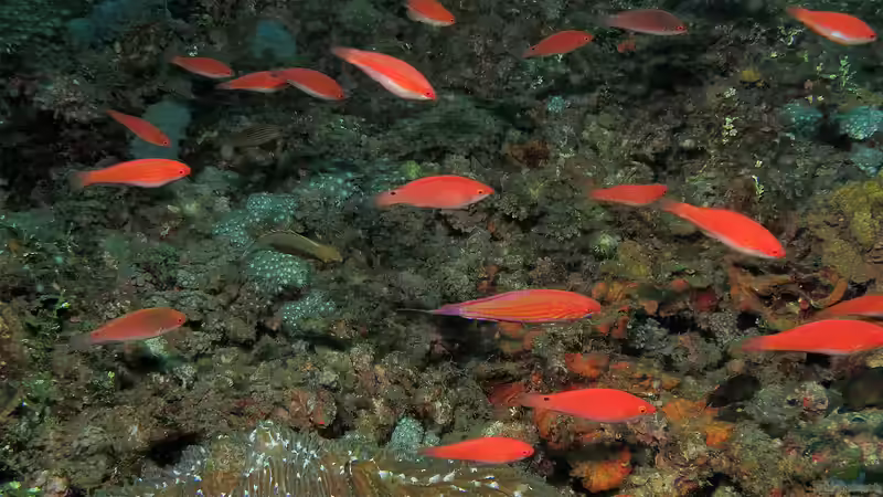 Paracheilinus filamentosus im Aquarium halten (Einrichtungsbeispiele für Fahnen-Zwerglippfisch) Paracheilinus filamentosus im Aquarium halten (Einrichtungsbeispiele für Fahnen-Zwerglippfisch)