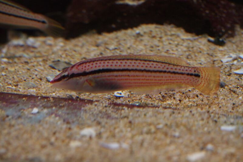Parajulis poecilepterus im Aquarium halten (Einrichtungsbeispiele für China-Regenbogen-Lippfisch)