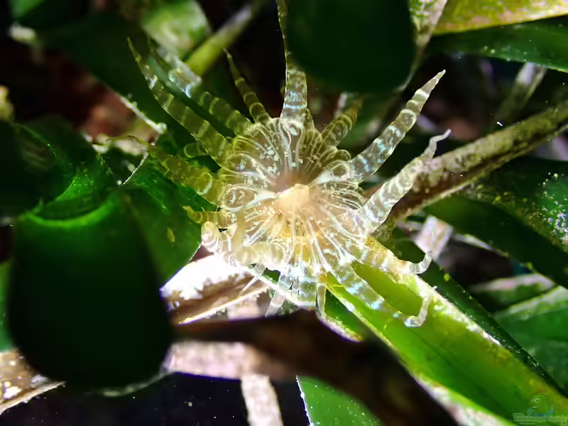 Paranemonia cinerea im Aquarium halten (Einrichtungsbeispiele für Seegrasanemone)