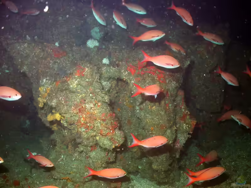 Paranthias furcifer im Aquarium halten (Einrichtungsbeispiele für Kreolenbarsch) Paranthias furcifer im Aquarium halten (Einrichtungsbeispiele für Kreolenbarsch)