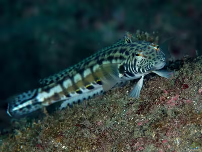 Parapercis kamoharai im Aquarium halten (Einrichtungsbeispiele für Piano-Sandbarsche) Parapercis kamoharai im Aquarium halten (Einrichtungsbeispiele für Piano-Sandbarsche)