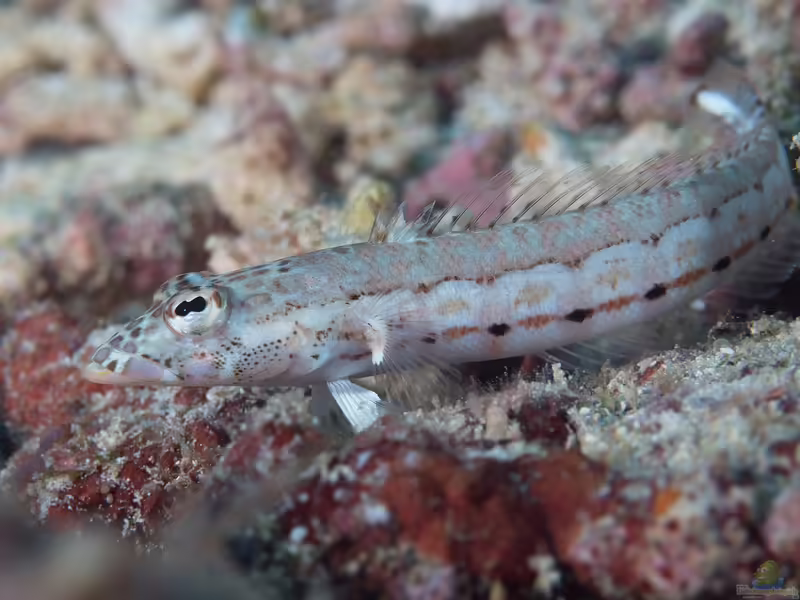 Parapercis multiplicata im Aquarium halten (Einrichtungsbeispiele für Schwarz gepunkteter Sandbarsche) Parapercis multiplicata im Aquarium halten (Einrichtungsbeispiele für Schwarz gepunkteter Sandbarsche)