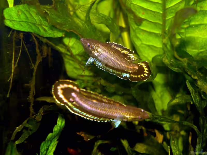 Parosphromenus harveyi im Aquarium halten (Einrichtungsbeispiele für Parosphromenus harveyi) Parosphromenus harveyi im Aquarium halten (Einrichtungsbeispiele für Parosphromenus harveyi)