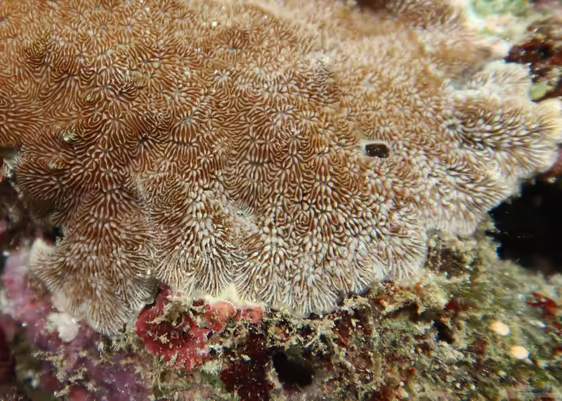 Pavona explanulata im Aquarium halten (Einrichtungsbeispiele für Schlängelseptenkoralle) Pavona explanulata im Aquarium halten (Einrichtungsbeispiele für Schlängelseptenkoralle)