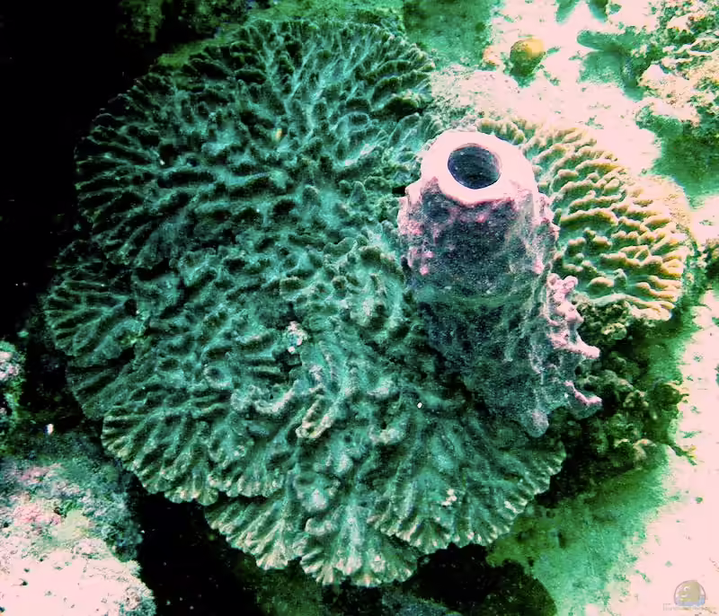 Pectinia lactuca im Aquarium halten (Einrichtungsbeispiele für Knüllpapierkoralle) Pectinia lactuca im Aquarium halten (Einrichtungsbeispiele für Knüllpapierkoralle)