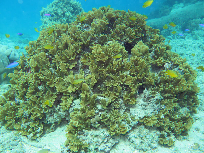 Pectinia paeonia im Aquarium halten (Einrichtungsbeispiele für Salatblatt-Koralle)