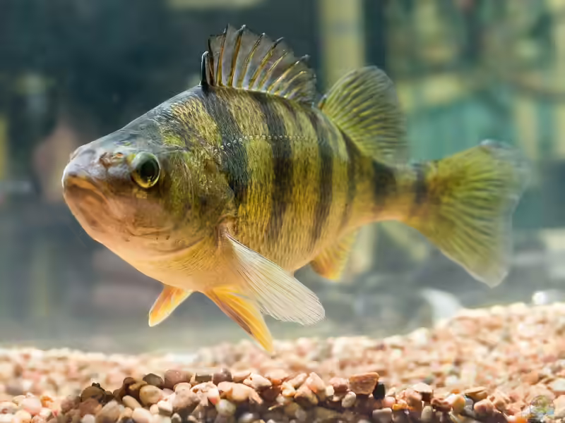 Perca flavescens im Gartenteich halten (Einrichtungsbeispiele für Amerikanischer Flußbarsch)