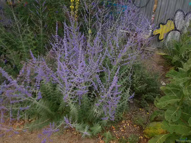 Perovskia abrotanoides im Garten pflanzen (Einrichtungsbeispiele mit Silberbusch) Perovskia abrotanoides im Garten pflanzen (Einrichtungsbeispiele mit Silberbusch)