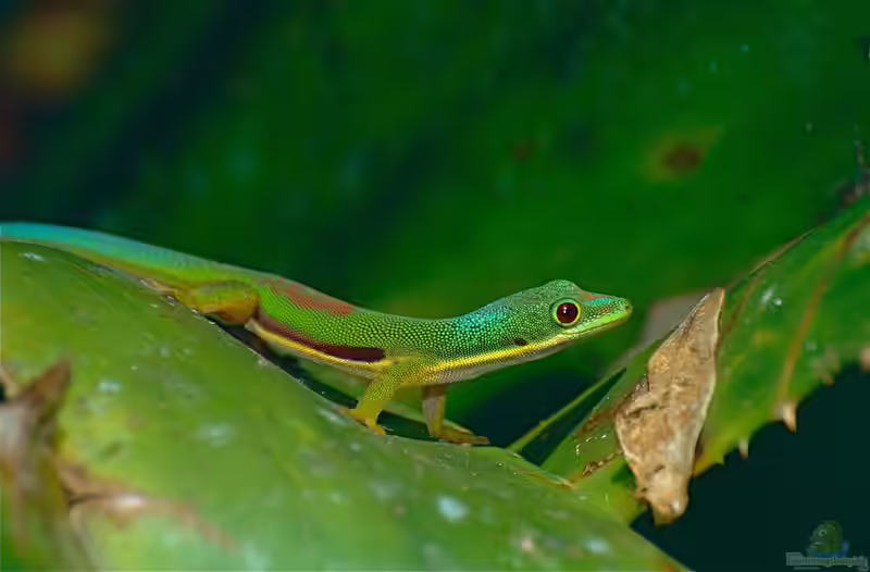 Phelsuma lineata im Terrarium halten (Einrichtungsbeispiele für Streifen-Taggecko) Phelsuma lineata im Terrarium halten (Einrichtungsbeispiele für Streifen-Taggecko)