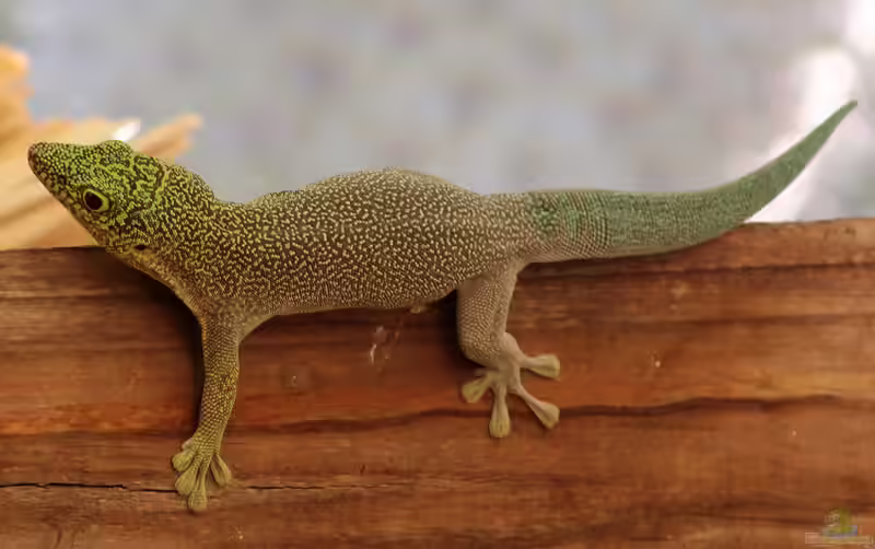 Phelsuma standingi im Terrarium halten (Einrichtungsbeispiele für Querstreifen-Taggecko) Phelsuma standingi im Terrarium halten (Einrichtungsbeispiele für Querstreifen-Taggecko)