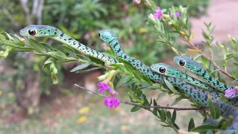 Philothamnus semivariegatus im Terrarium halten (Einrichtungsbeispiele für Gefleckte Buschschlangen)