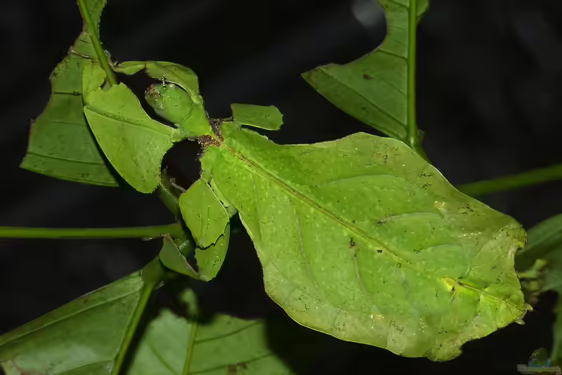 Phyllium giganteum im Terrarium halten (Einrichtungsbeispiele für Große Wandelnde Blätter) Phyllium giganteum im Terrarium halten (Einrichtungsbeispiele für Große Wandelnde Blätter)