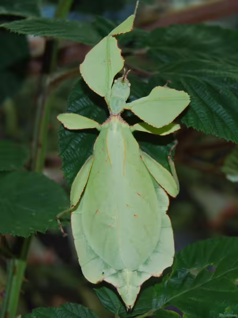 Phyllium westwoodii im Terrarium halten (Einrichtungsbeispiele für Wandelnde Blätter) Phyllium westwoodii im Terrarium halten (Einrichtungsbeispiele für Wandelnde Blätter)