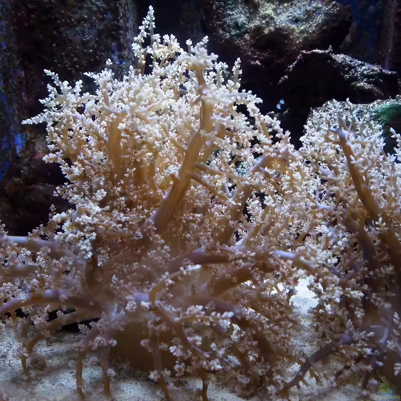 Phyllodiscus semoni im Aquarium halten (Einrichtungsbeispiele für Nachtanemone) Phyllodiscus semoni im Aquarium halten (Einrichtungsbeispiele für Nachtanemone)