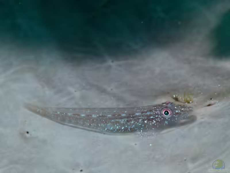 Phyllogobius platycephalops im Aquarium halten (Einrichtungsbeispiele für Slender´s Schwammgrundel) Phyllogobius platycephalops im Aquarium halten (Einrichtungsbeispiele für Slender´s Schwammgrundel)