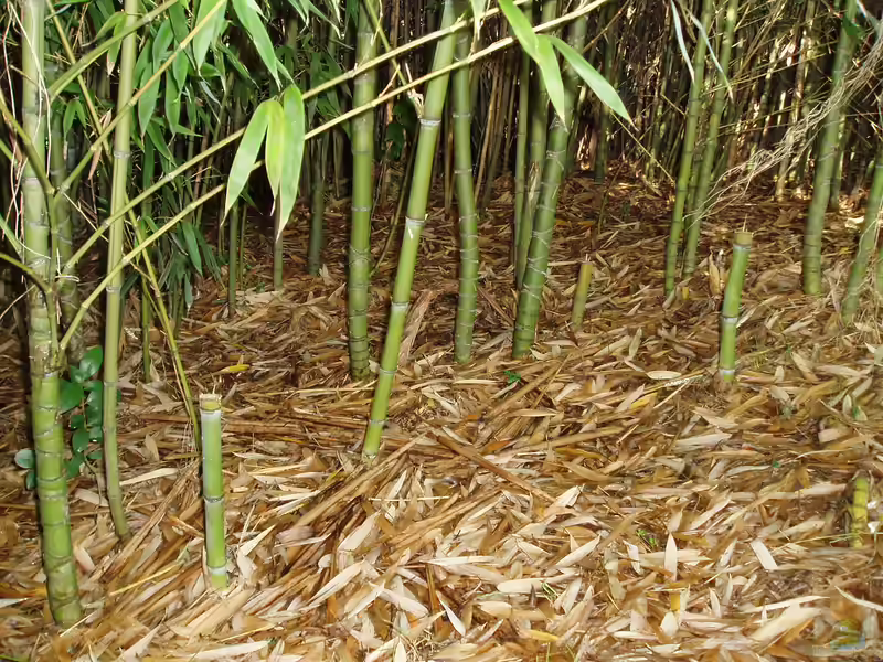 Phyllostachys aurea im Garten pflanzen (Einrichtungsbeispiele mit Goldrohrbambus) Phyllostachys aurea im Garten pflanzen (Einrichtungsbeispiele mit Goldrohrbambus)