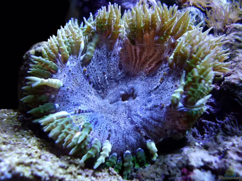 Phymanthus crucifer im Aquarium halten (Einrichtungsbeispiele für Perlenanemone)
