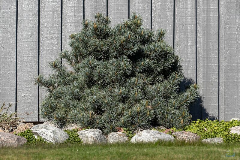 Pinus parviflora im Garten pflanzen (Einrichtungsbeispiele mit Mädchen-Kiefer)