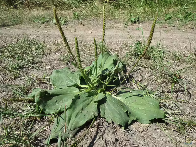 Plantago major im Garten pflanzen (Einrichtungsbeispiele mit Breitwegerich) Plantago major im Garten pflanzen (Einrichtungsbeispiele mit Breitwegerich)