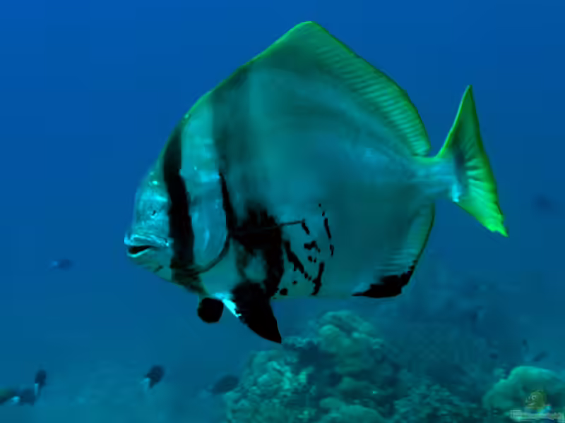 Platax pinnatus im Aquarium halten (Einrichtungsbeispiele für Spitzkopf-Fledermausfisch) Platax pinnatus im Aquarium halten (Einrichtungsbeispiele für Spitzkopf-Fledermausfisch)