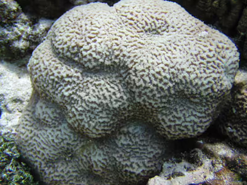 Platygyra contorta im Aquarium halten (Einrichtungsbeispiele für Großpolypige Steinkoralle)