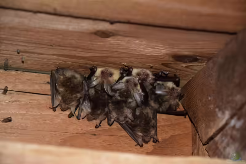 Plecotus auritus im Garten (Einrichtungsbeispiele mit Braunes Langohr) Plecotus auritus im Garten (Einrichtungsbeispiele mit Braunes Langohr)