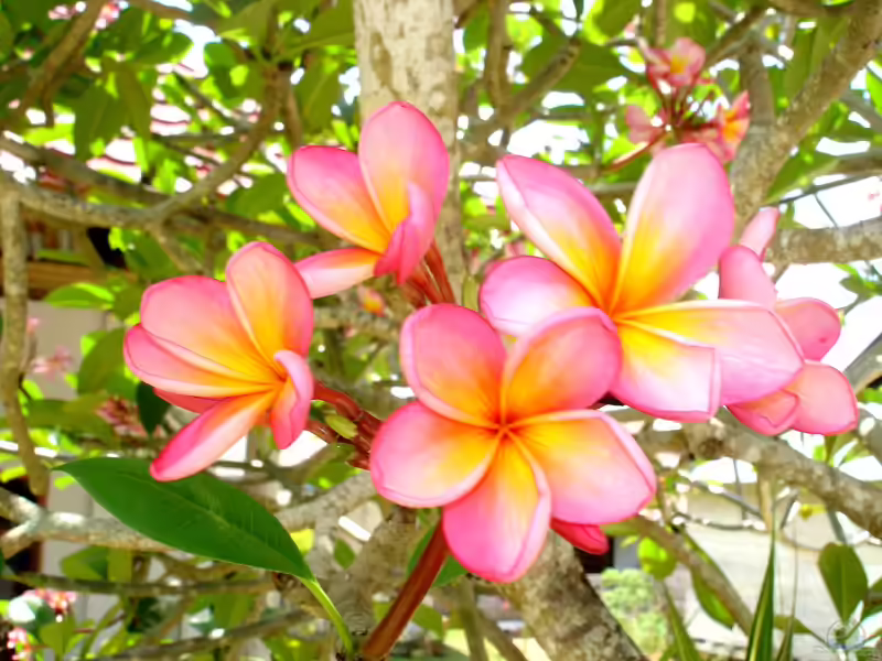 Plumeria rubra im Garten pflanzen (Einrichtungsbeispiele mit Rote Frangipani) Plumeria rubra im Garten pflanzen (Einrichtungsbeispiele mit Rote Frangipani)