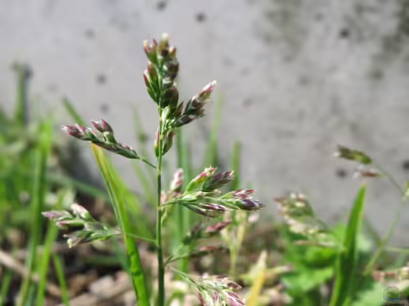 Poa annua im Garten pflanzen (Einrichtungsbeispiele mit Einjähriges Rispengras) Poa annua im Garten pflanzen (Einrichtungsbeispiele mit Einjähriges Rispengras)