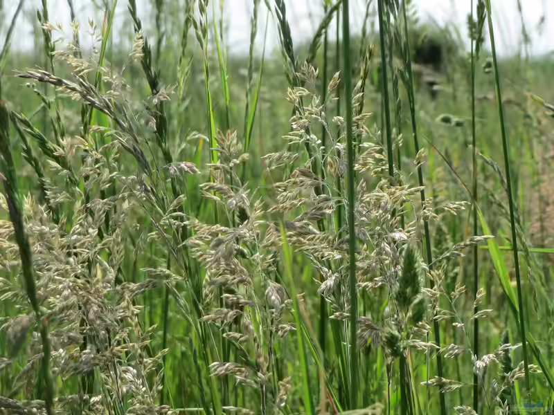 Poa pratensis im Garten pflanzen (Einrichtungsbeispiele mit Wiesen-Rispengras) Poa pratensis im Garten pflanzen (Einrichtungsbeispiele mit Wiesen-Rispengras)