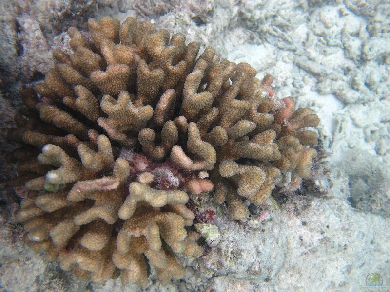 Pocillopora elegans im Aquarium halten (Einrichtungsbeispiele für Kleinpolypige Steinkoralle) Pocillopora elegans im Aquarium halten (Einrichtungsbeispiele für Kleinpolypige Steinkoralle)