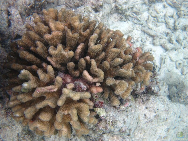 Pocillopora elegans im Aquarium halten (Einrichtungsbeispiele für Kleinpolypige Steinkoralle)