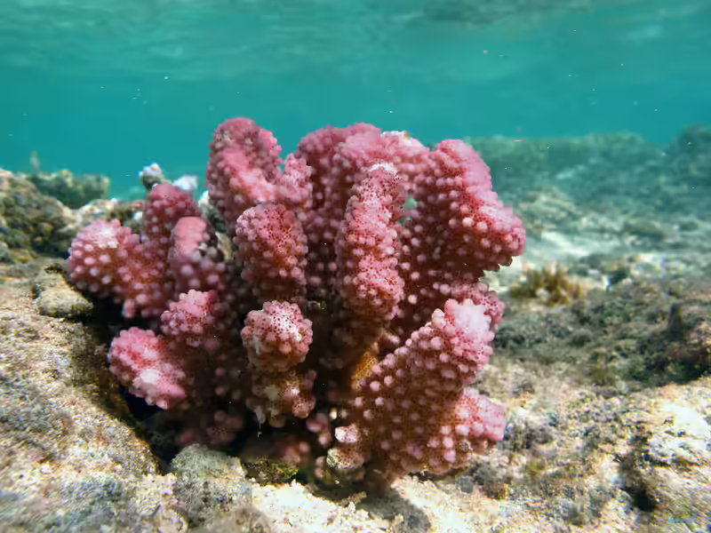 Pocillopora verrucosa im Aquarium halten (Einrichtungsbeispiele für Pfötchenkoralle) Pocillopora verrucosa im Aquarium halten (Einrichtungsbeispiele für Pfötchenkoralle)