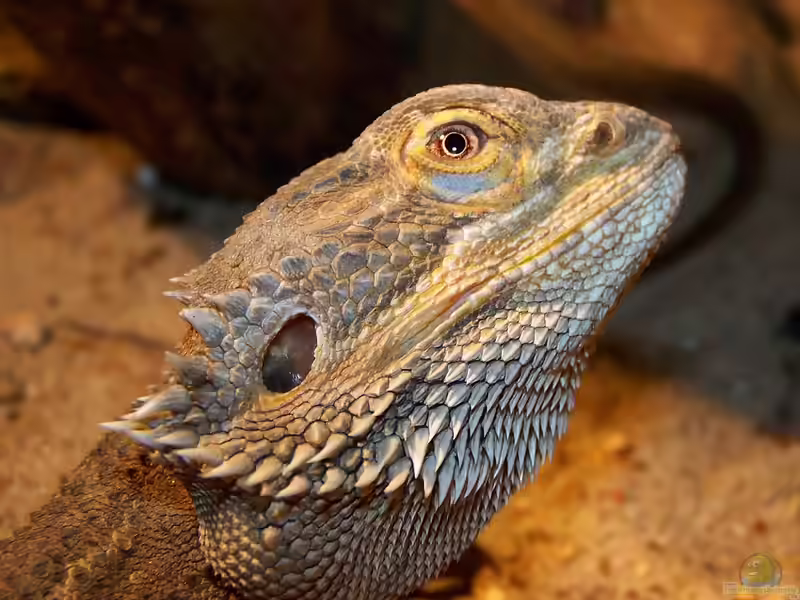 Streifenköpfige Bartagame im Terrarium halten (Einrichtungsbeispiele für Pogona vitticeps) Streifenköpfige Bartagame im Terrarium halten (Einrichtungsbeispiele für Pogona vitticeps)