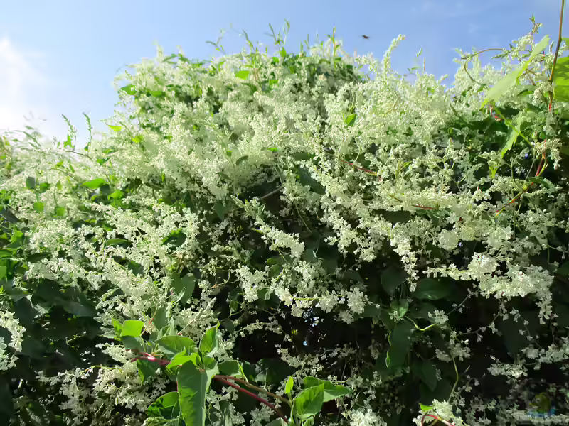 Polygonum aubertii im Garten pflanzen (Einrichtungsbeispiele mit Schlingknöterich) Polygonum aubertii im Garten pflanzen (Einrichtungsbeispiele mit Schlingknöterich)