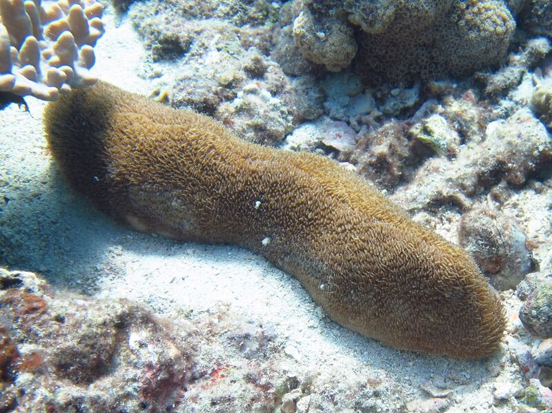 Polyphyllia talpina im Aquarium halten (Einrichtungsbeispiele für Großpolypige Steinkoralle)