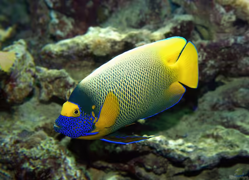Pomacanthus xanthometopon im Aquarium halten (Einrichtungsbeispiele für Diadem-Kaiserfisch) Pomacanthus xanthometopon im Aquarium halten (Einrichtungsbeispiele für Diadem-Kaiserfisch)