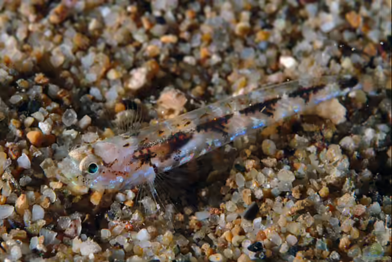 Pomatoschistus bathi im Aquarium halten (Einrichtungsbeispiele für Baths Sandgrundel) Pomatoschistus bathi im Aquarium halten (Einrichtungsbeispiele für Baths Sandgrundel)