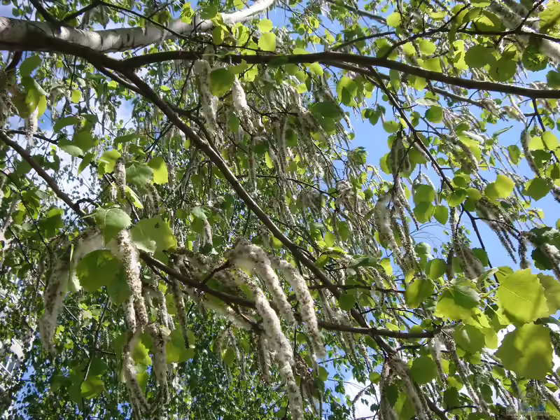 Populus tremula im Garten pflanzen (Einrichtungsbeispiele mit Zitter-Pappel) Populus tremula im Garten pflanzen (Einrichtungsbeispiele mit Zitter-Pappel)