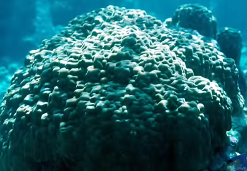 Porites australiensis im Aquarium halten (Einrichtungsbeispiele für Kleinpolypige Steinkoralle) Porites australiensis im Aquarium halten (Einrichtungsbeispiele für Kleinpolypige Steinkoralle)