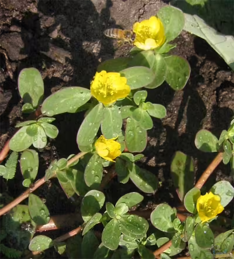 Portulaca oleracea im Garten pflanzen (Einrichtungsbeispiele mit Portulak) Portulaca oleracea im Garten pflanzen (Einrichtungsbeispiele mit Portulak)