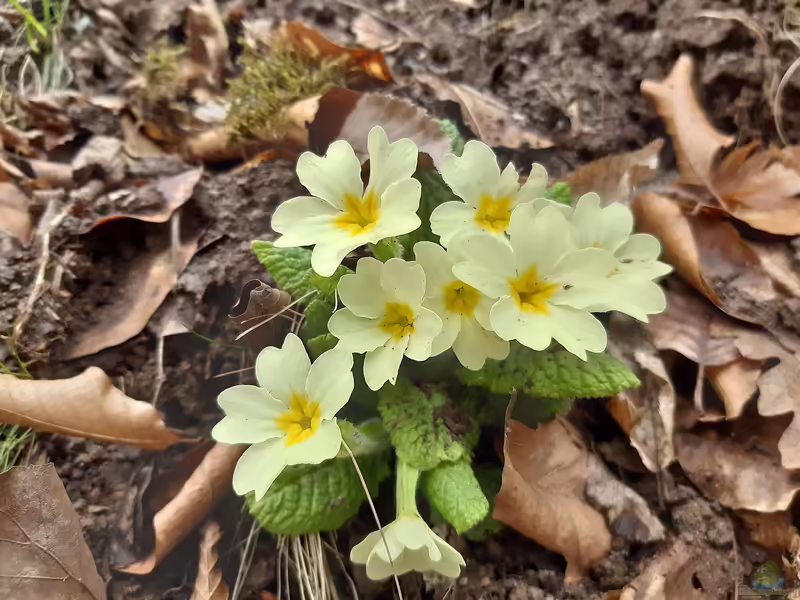 Primula vulgaris im Garten pflanzen (Einrichtungsbeispiele mit Stängellose Schlüsselblume) Primula vulgaris im Garten pflanzen (Einrichtungsbeispiele mit Stängellose Schlüsselblume)