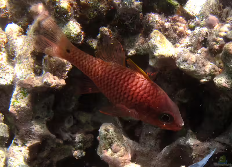 Pristiapogon kallopterus im Aquarium halten (Einrichtungsbeispiele für Spornbacken-Kardinalbarsch) Pristiapogon kallopterus im Aquarium halten (Einrichtungsbeispiele für Spornbacken-Kardinalbarsch)