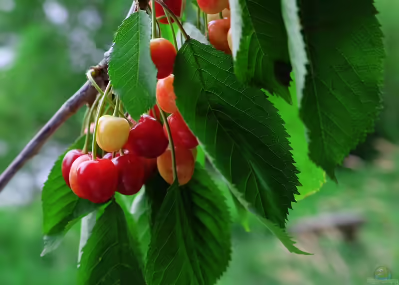 Prunus avium im Garten pflanzen (Einrichtungsbeispiele mit Vogelkirsche) Prunus avium im Garten pflanzen (Einrichtungsbeispiele mit Vogelkirsche)